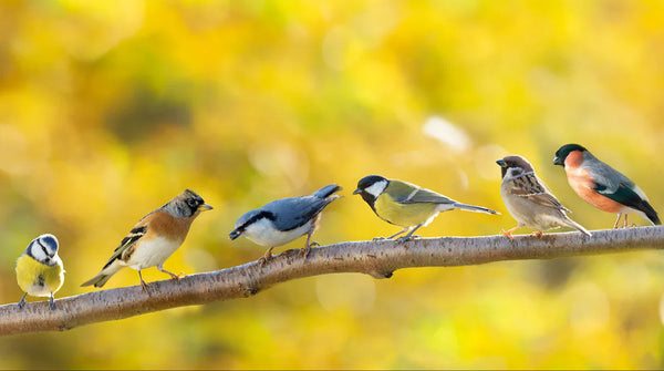 Suited For All Birds