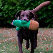 Ancol - Cactus Dog Toy