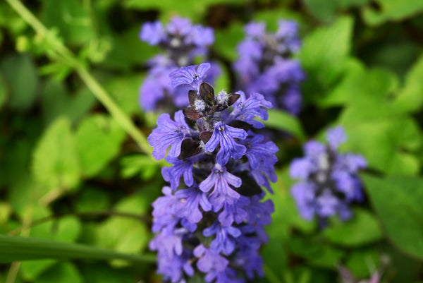 Ajuga Reptans 'Common' - Marginal Pond Plants - BP002A