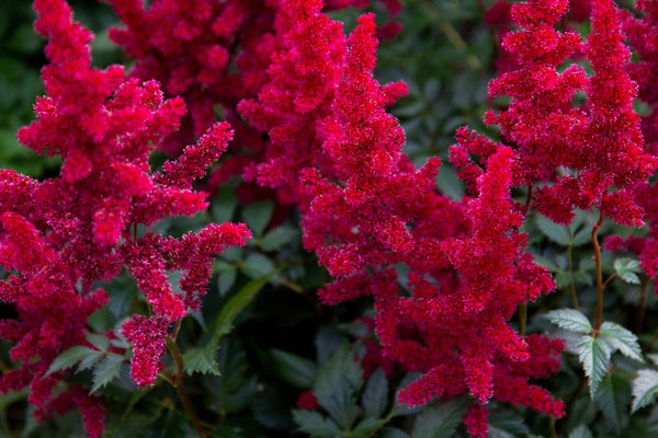 Astilbe red baron (False goats beard) - Marginal Pond Plants - BP015