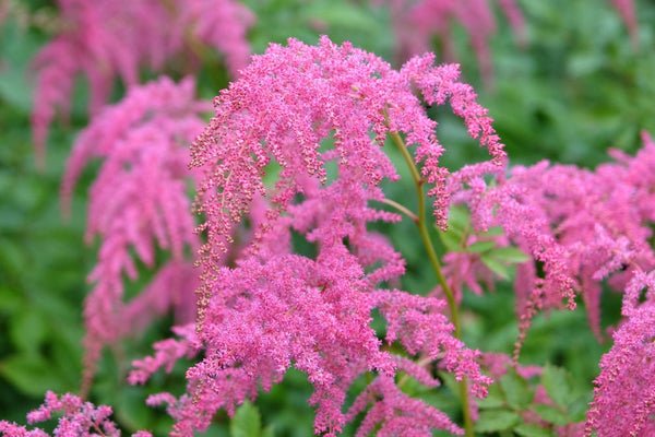 Astilbe Salmon Pink (strassenfeder) - Marginal Pond Plants - BP015A