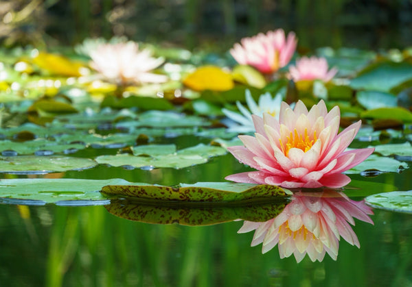 Barbara Dobbins Water Lily - Pond Plants - LW03
