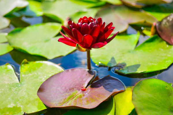 Black Princess Water Lily - Pond Plants - MW31