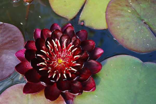 Black Princess Water Lily - Pond Plants - MW31