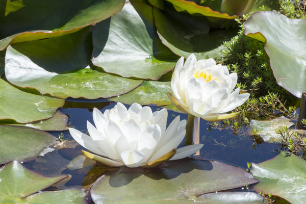 Caroliniana Nivea Water Lily - Pond Plants - MW05