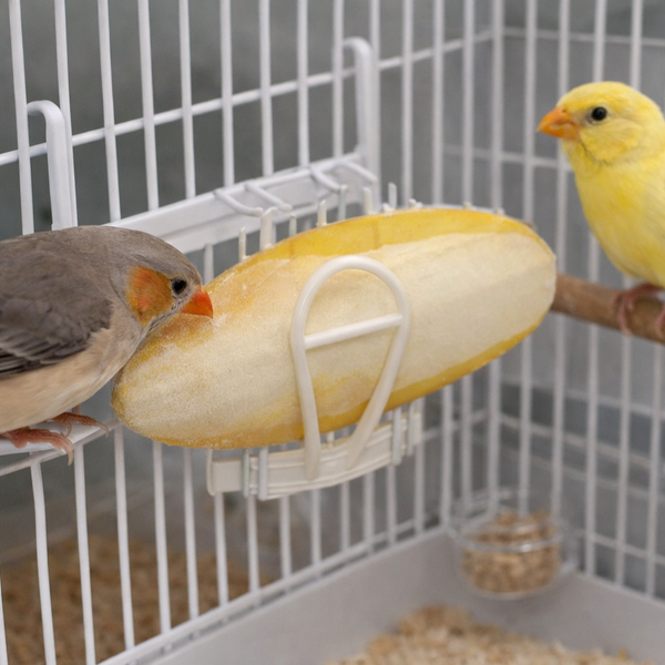 Cuttlefish Holder - Pack of 5