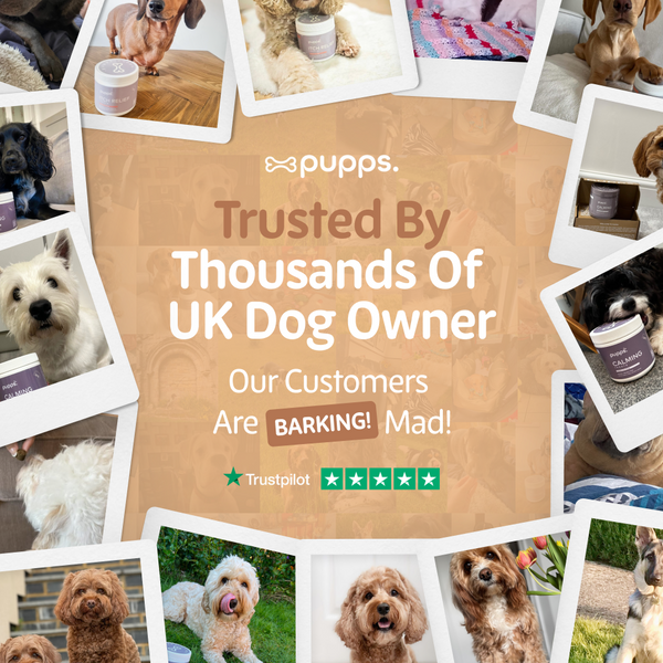 Hip & Joint Treats for Dogs & Puppies