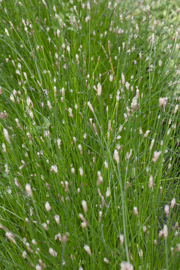 Eleocharis palustris (Common spike-rush) - Marginal Pond Plants - MBP034