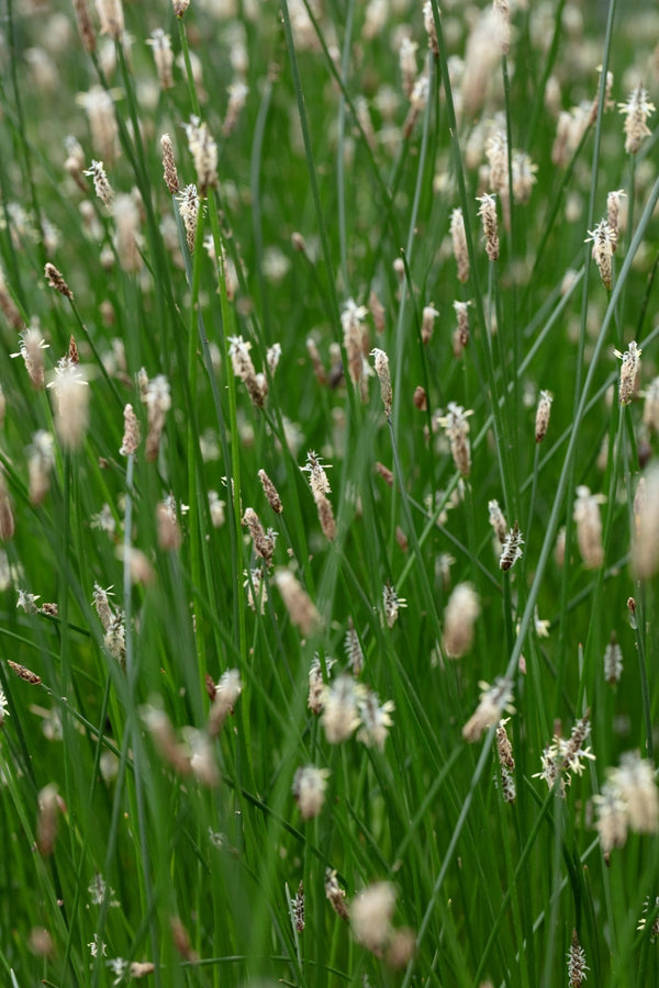 Eleocharis palustris (Common spike-rush) - Marginal Pond Plants - MBP034