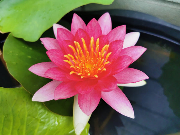 Ellisiana Water Lily - Pond Plants - DW03