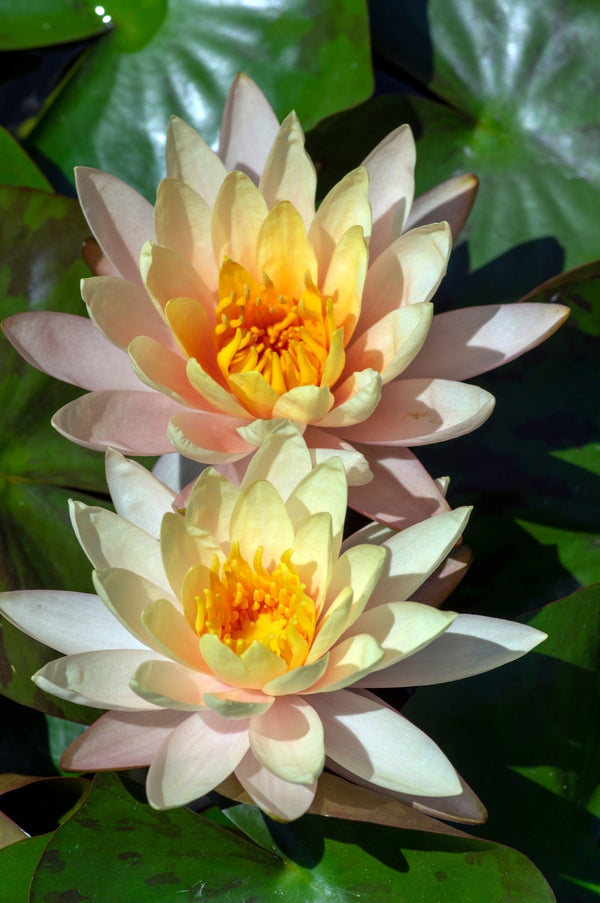 Inner Light Water Lily - Pond Plants - LW12