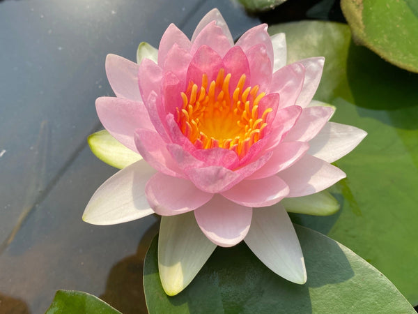 Madame Wilfon Gonnere Water Lily - Pond Plants - LW14