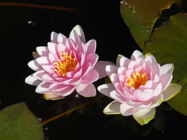 Madame Wilfon Gonnere Water Lily - Pond Plants - LW14