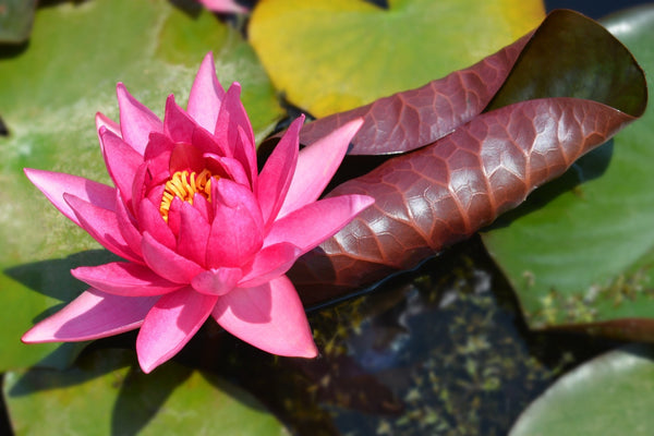 Marliacea Rubra Punctata Water Lily - Pond Plants - LW16