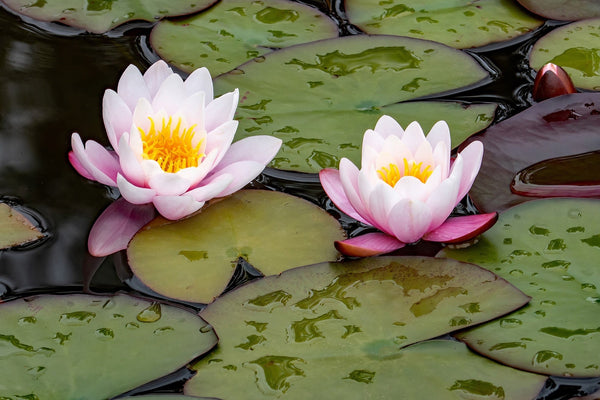 WB Shaw Water Lily - Pond Plants - MW29
