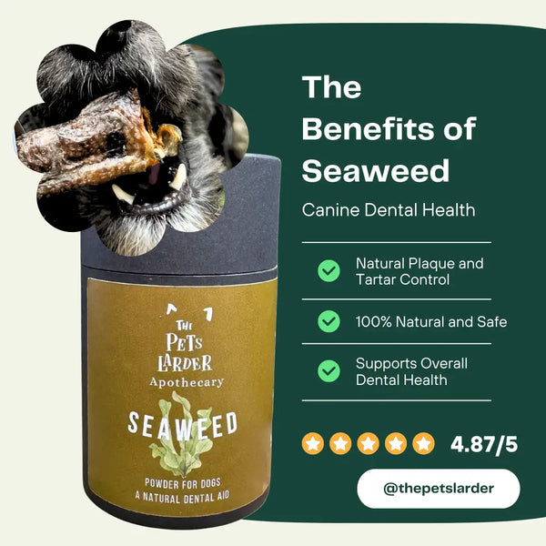 Dental Seaweed for Dogs: Plaque Removal
