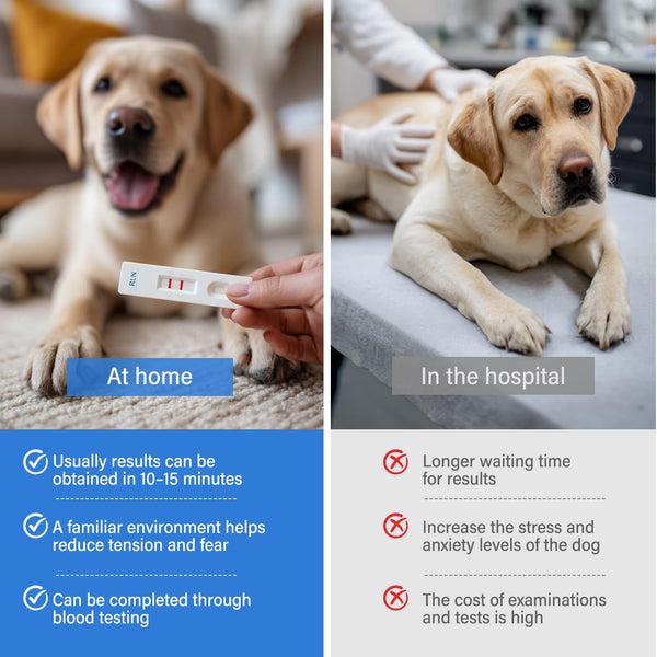 Dog Pregnancy Test Kit at Home – 15-Minute Results, High Accuracy