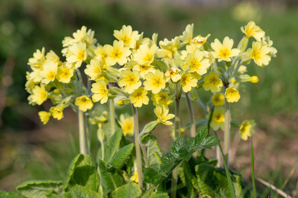 Primula Elatior - Marginal Pond Plants - BP096