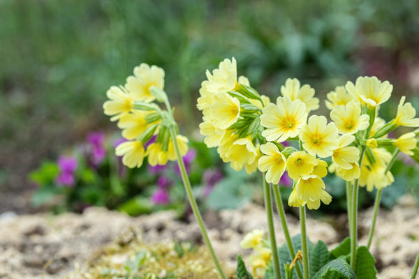 Primula Elatior - Marginal Pond Plants - BP096