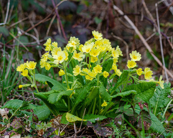 Primula Elatior - Marginal Pond Plants - BP096