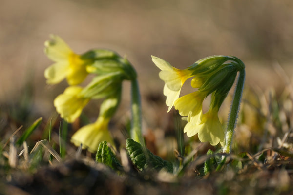 Primula Elatior - Marginal Pond Plants - BP096