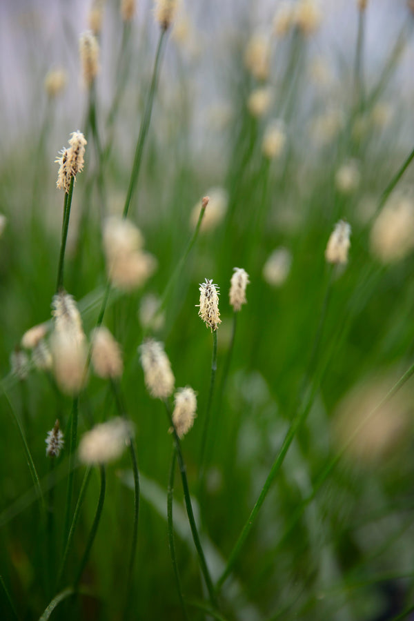 Eleocharis palustris (Common spike-rush) - Marginal Pond Plants - MBP034