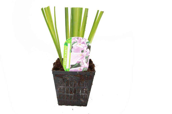 Iris ensata Darling - Marginal Pond Plants - BP053