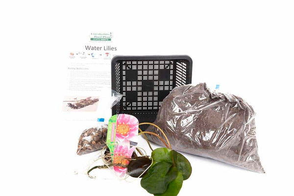 Sulphurea Water Lily - Pond Plants - MW25