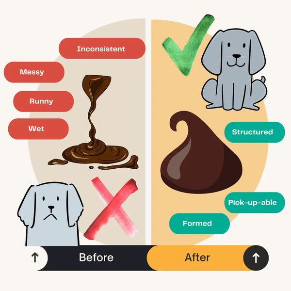 Pumpkin Powder for Dogs: Digestion Aid