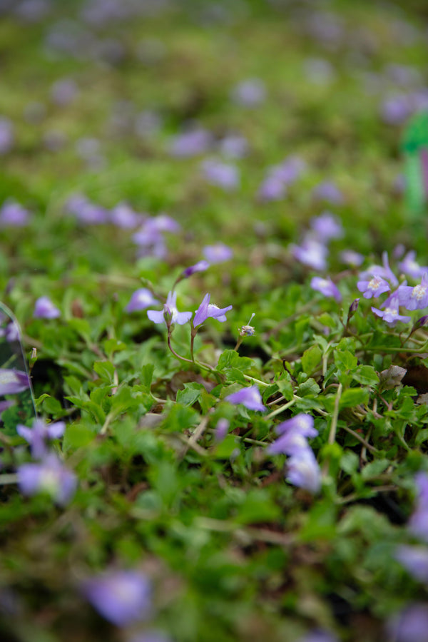 Mazus reptans (Chinese marshflower) - Marginal Pond Plants - BP081