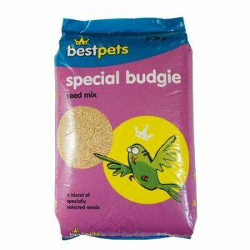 special-budgie