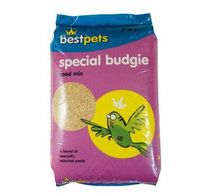 special-budgie